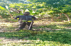 Fanding Baldé, gros producteur à Basori