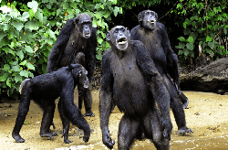 Protection des chimpanzés