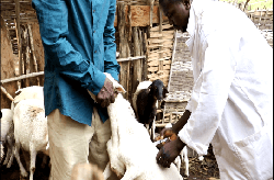 Campagne de vaccination du bétail